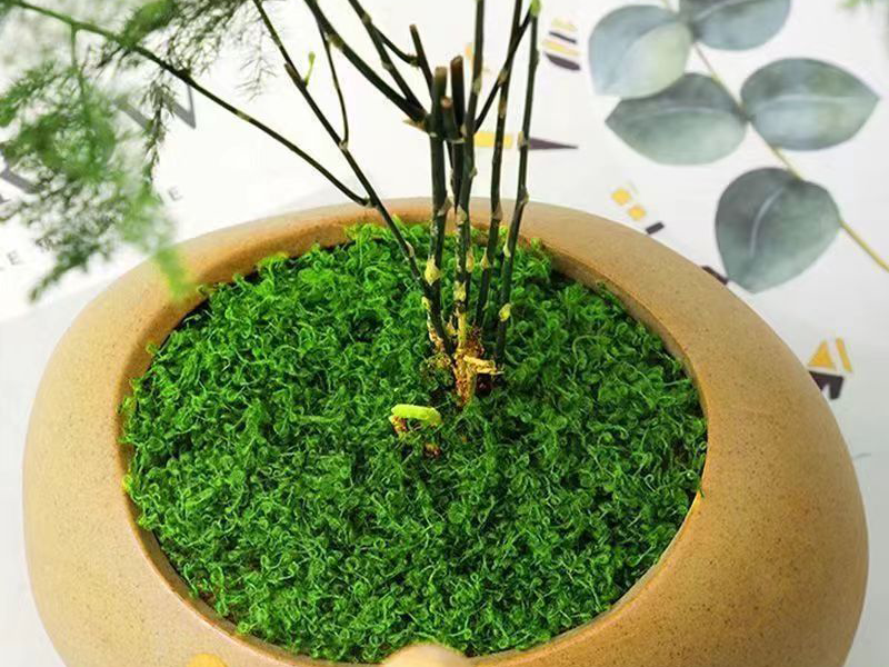 Nature You Can Touch – 20150/48F ACY Moss-Like Collection